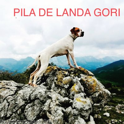 Pedigree PILA DE LANDA-GORI
